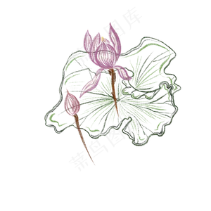 水墨荷花写意免抠插图
