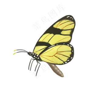春天的黄色漂亮蝴蝶,免抠元素