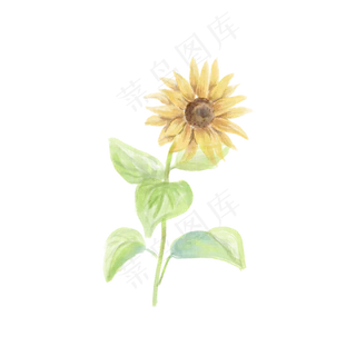 手绘水彩风向日葵