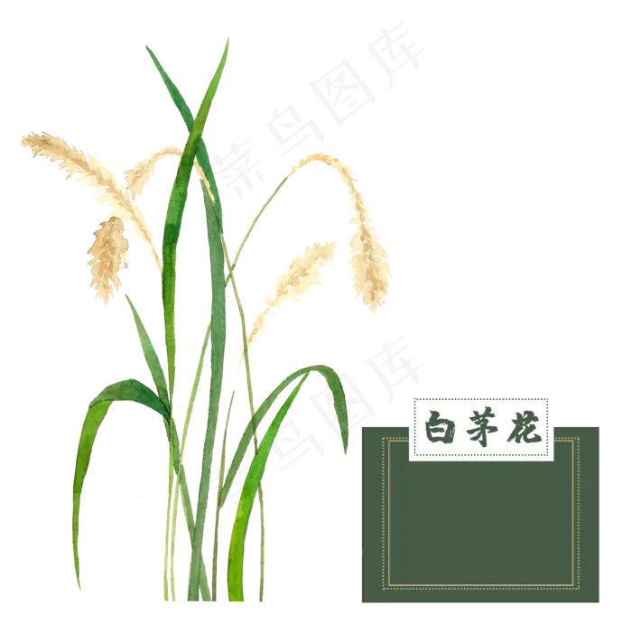 花类中草药白茅花水彩芦苇科秋(2500X2500(DPI:300))psd模版下载