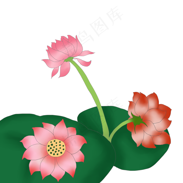 三朵荷花花开插画