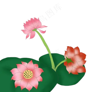 三朵荷花花开插画