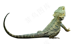 绿色动物蜥蜴,免抠元素