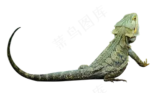 绿色动物蜥蜴,免抠元素