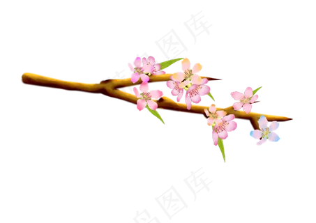 漂亮花朵樱花花枝