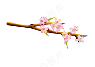 漂亮花朵樱花花枝