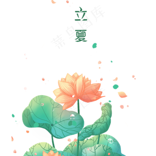 立夏盛开的美丽荷花