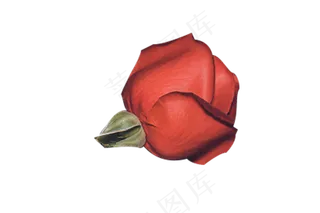 情人节红色断枝玫瑰花