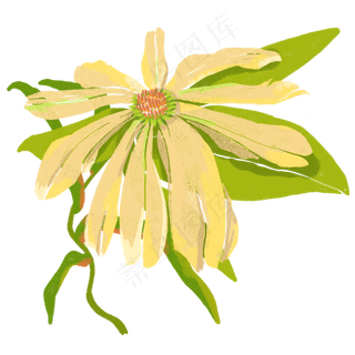 春天植物花朵菊花娇艳明媚PNG