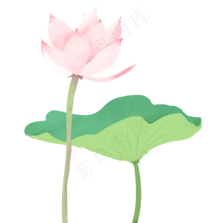荷花荷叶手绘元素