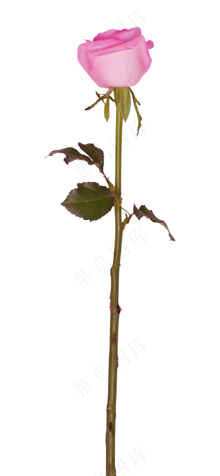 一枝玫瑰实物