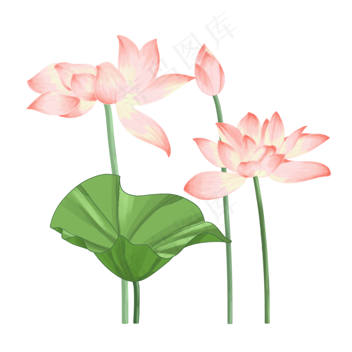 粉色盛开荷花(2500X2500(DPI:300))psd模版下载