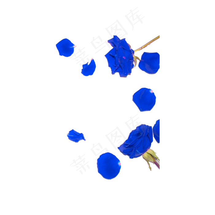 蓝色妖姬花瓣实物拍摄免抠