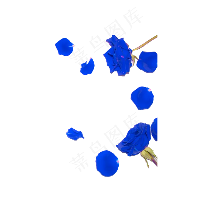 蓝色妖姬花瓣实物拍摄免抠(2000X2000(DPI:72))psd模版下载