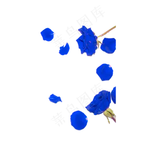 蓝色妖姬花瓣实物拍摄免抠