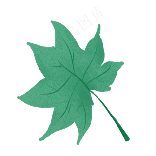 春季绿色枫叶大绿叶