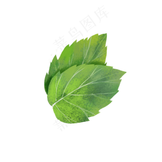 两片薄荷叶,免抠元素