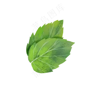 两片薄荷叶,免抠元素