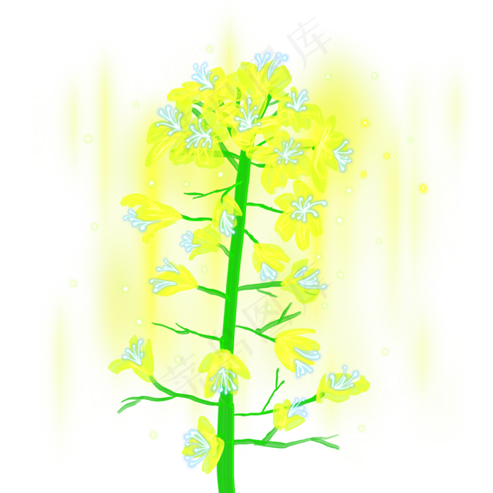 光感彩色荧光唯美油菜花,免抠元素(2000X2000(DPI:300))psd模版下载