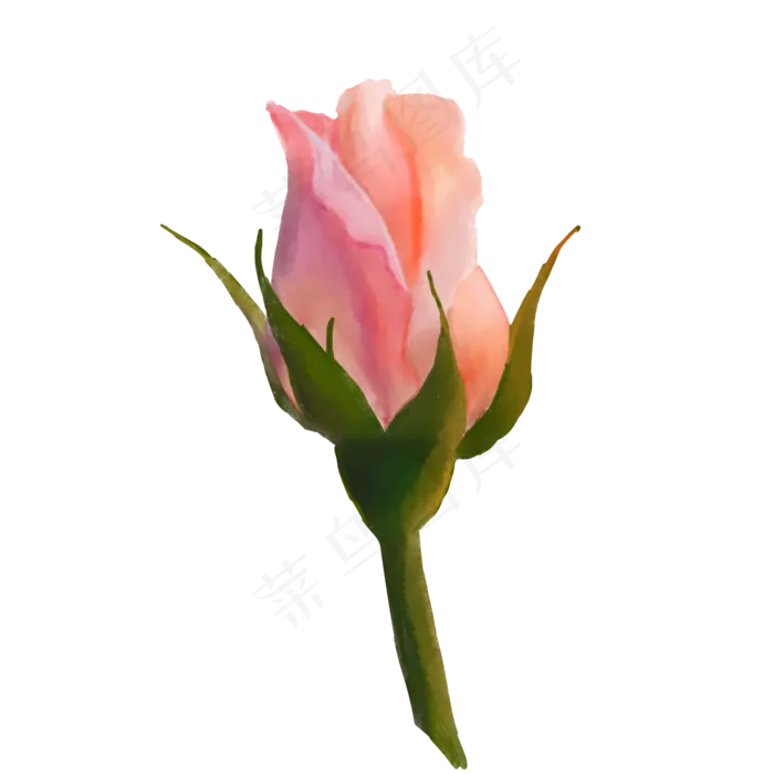水彩风粉色玫瑰花苞(2000X2000(DPI:300))psd模版下载