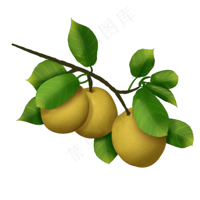 手绘养生水果梨子果实