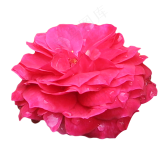 玫红色玫瑰月季花