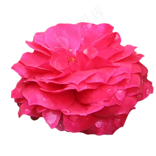 玫红色玫瑰月季花 玫红色玫瑰月季花