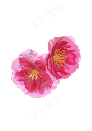 春分樱花免扣元素,免抠元素