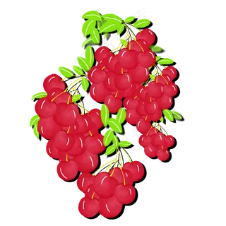 树梢上的水果红樱桃