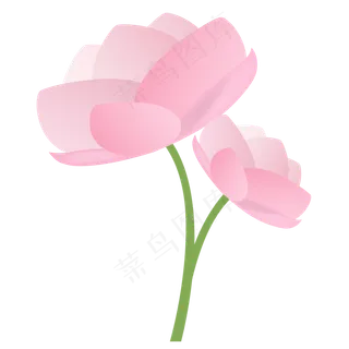 两朵粉色荷花插画