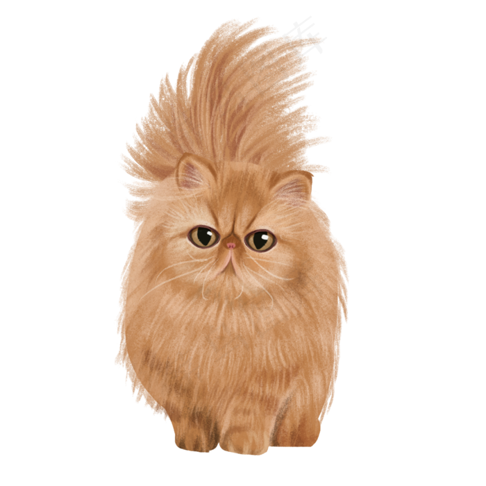 可爱宠物主子纯种波斯猫,免抠元素(3000*3000px 300 dpi )psd模版下载
