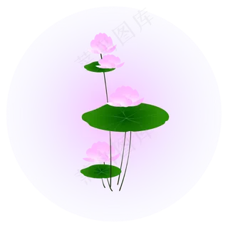 夏日荷花清新精美