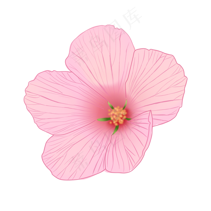手绘花木槿花粉红花植物花朵头花(2000X2000(DPI:300))psd模版下载