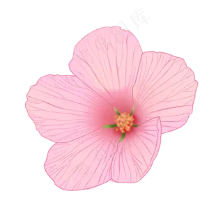 手绘花木槿花粉红花植物花朵头花