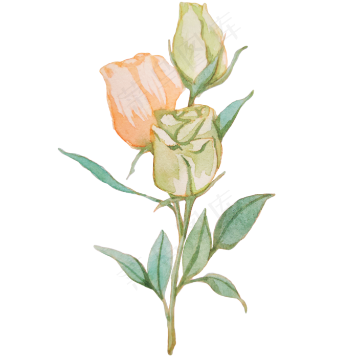 粉色花朵玫瑰蔷薇(2000X2000(DPI:300))psd模版下载
