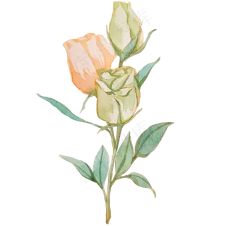 粉色花朵玫瑰蔷薇