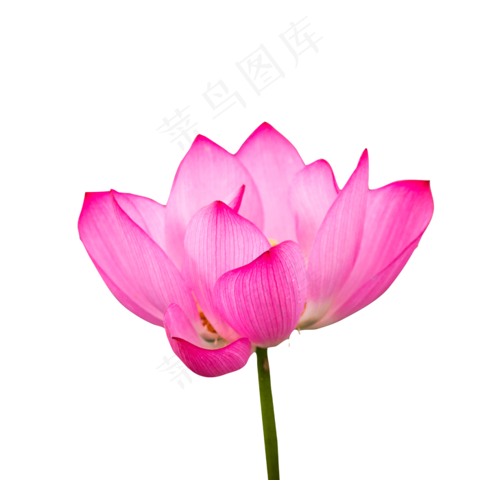 一朵红色的盛开的荷花