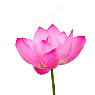 一朵红色的盛开的荷花