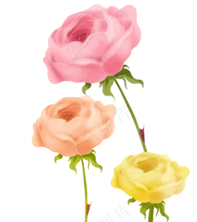 粉色玫瑰花朵