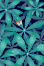 白露插画植物手绘风