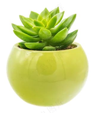 绿植多肉盆栽,免抠元素