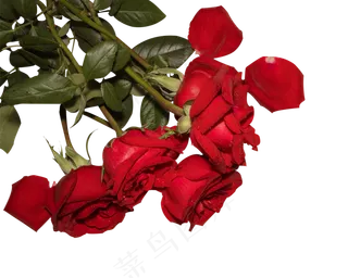 唯美红色玫瑰花矢量图,免抠元素