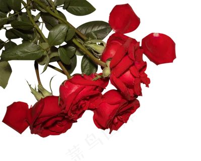 唯美红色玫瑰花矢量图,免抠元素 唯美红色玫瑰花矢量图,免抠元素