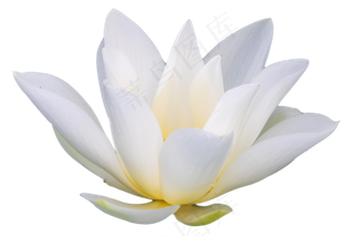 纯白色荷花