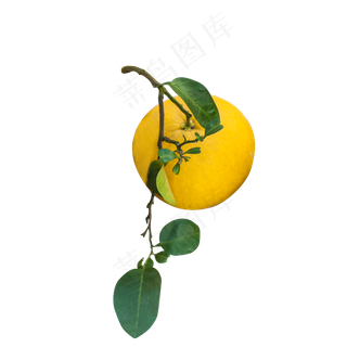 黄色圆弧柚子食物元素