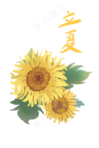 立夏夏日向日葵金黄茂盛PNG节气
