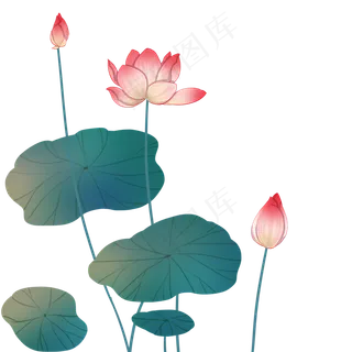粉色荷花花苞 粉色荷花花苞