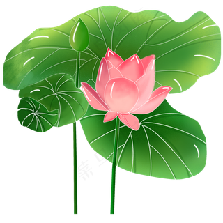 夏天盛开荷花花苞荷叶可商用
