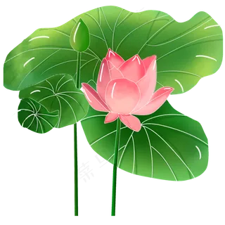 夏天盛开荷花花苞荷叶可商用