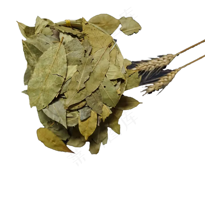 一大堆叶子免抠图(2000X2000(DPI:300))psd模版下载